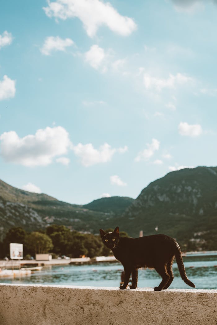 Black cat on a wall overlooking a scenic coastal mountain landscape under a bright sky.
